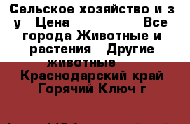 Сельское хозяйство и з/у › Цена ­ 2 500 000 - Все города Животные и растения » Другие животные   . Краснодарский край,Горячий Ключ г.